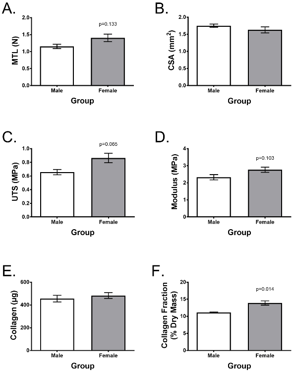 figure-results-4 Muscle mechanics bar graphs showing MTL, CSA, UTS, Modulus, Collagen, Collagen Fraction by gender.