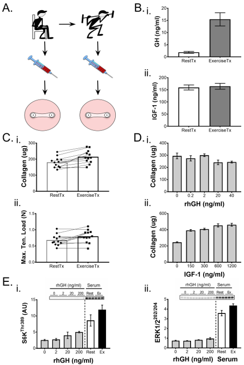 figure-results-5 Exercise and growth hormone effects on collagen synthesis and muscle loading: graphs, bar charts.