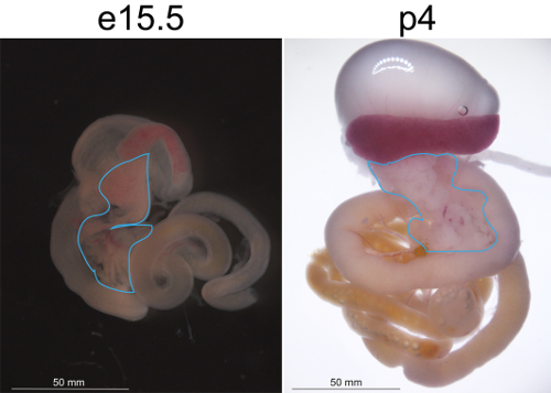 Embryo development comparison, e15.5 vs p4, highlighting anatomical changes in mouse embryos.