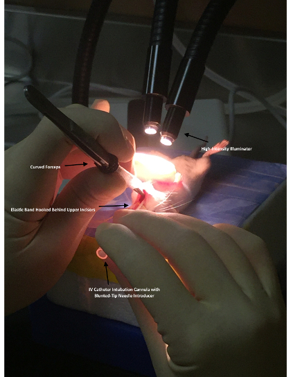 Surgical technique demonstration; high-intensity illumination, forceps, IV catheter setup.