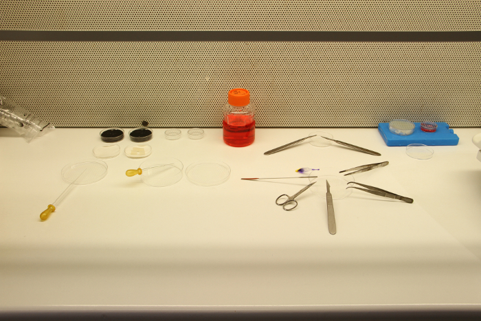 Cell culture workstation with petri dishes, pipettes, and media bottle; research lab setup.