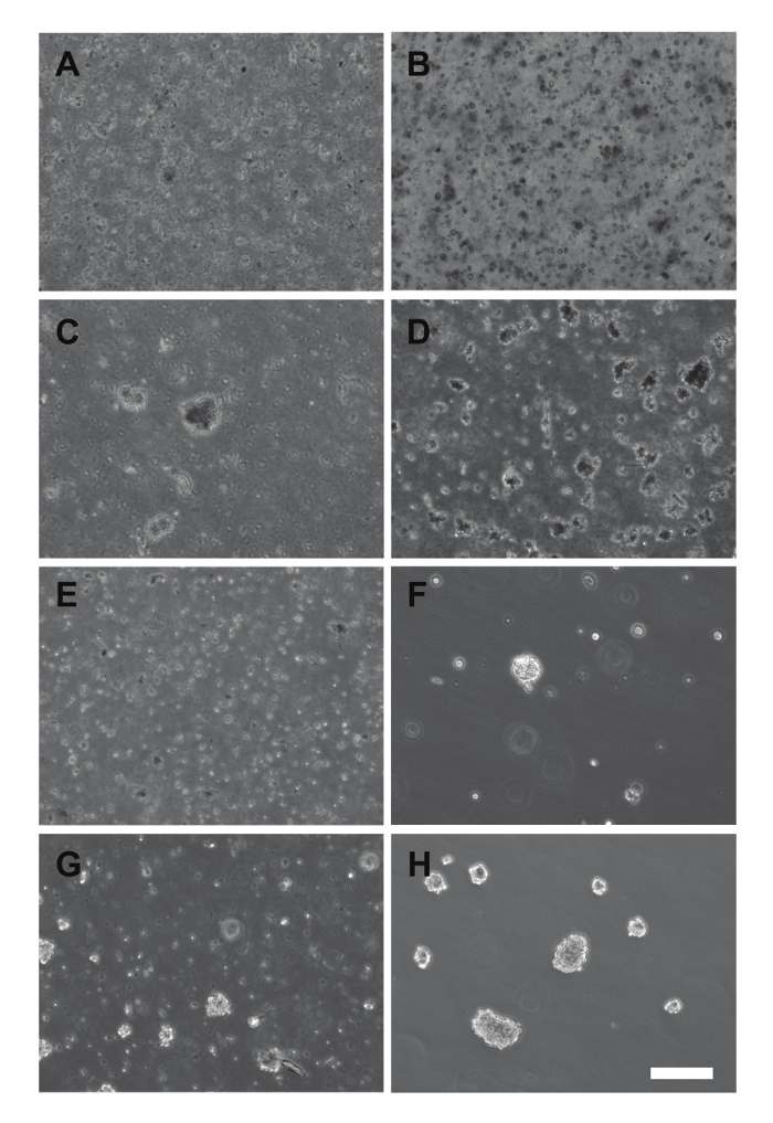 figure-results-2 Microscopy images showing cell morphology changes in culture; comparative analysis of growth stages.