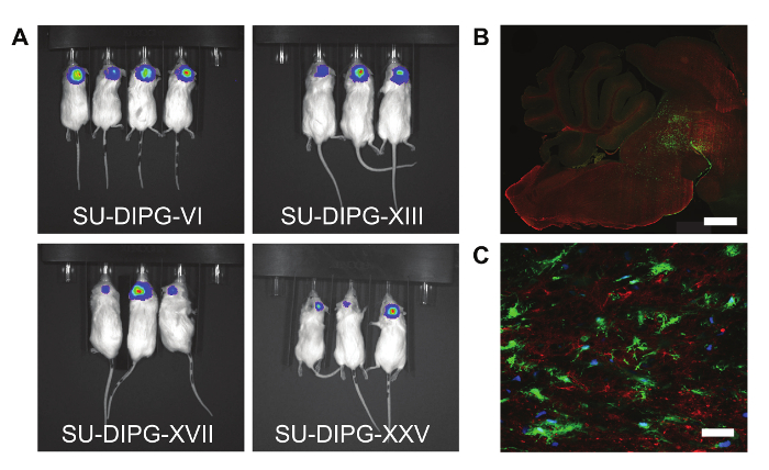 figure-results-3 Mice brain tumor growth fluorescence imaging and confocal microscopy analysis for experimental research.