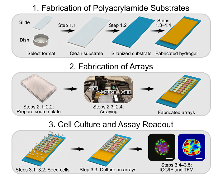 figure-results-1 Fabrication of hydrogel arrays: diagram showing array preparation, cell culture, and assay readout.