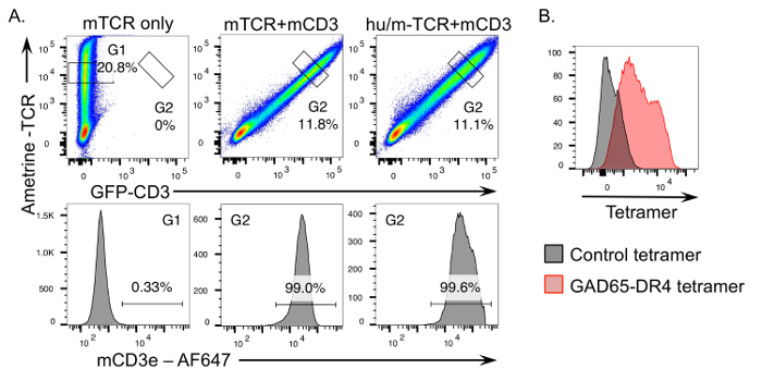 Streamlined Single Cell TCR Isolation and Generation of Retroviral ...