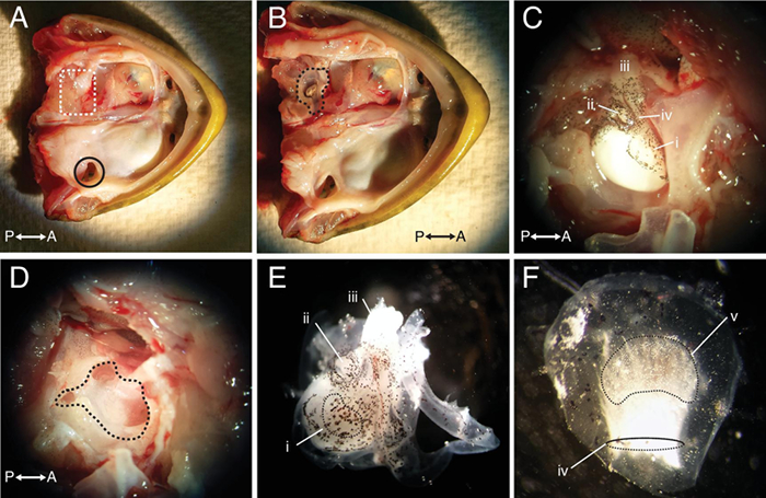 Frog anatomy dissection, labeled biological specimens, microscope images, educational diagram.
