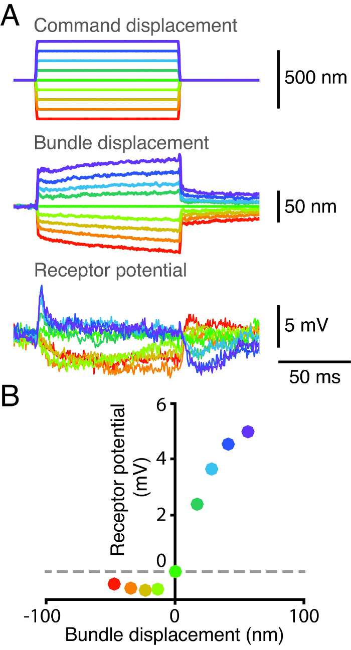 Mechanotransduction graph; receptor potential vs. bundle displacement; electrophysiology data analysis.