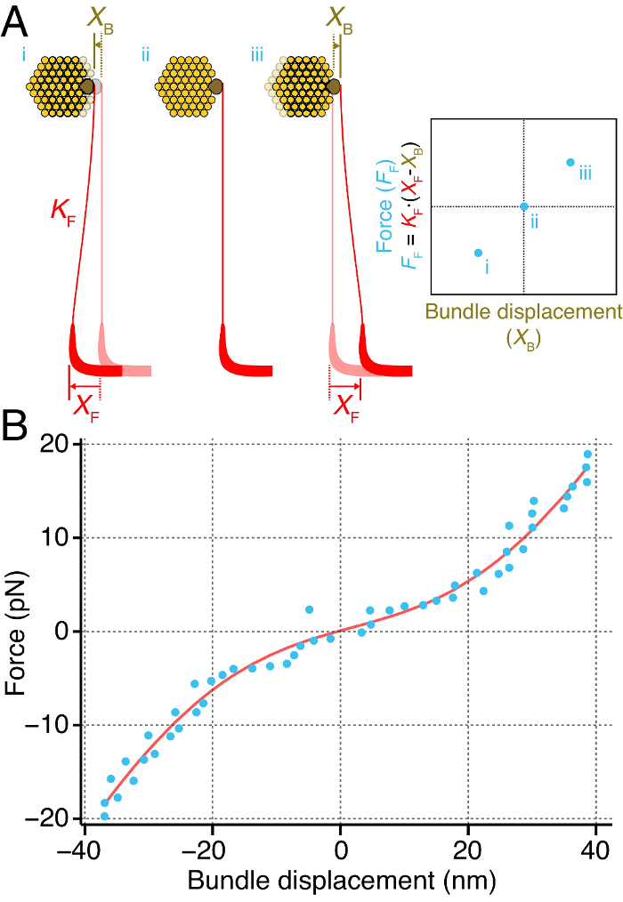 Force-displacement graph and diagram, illustrating force equilibrium (FF=KF(XF-XB)) measurement.
