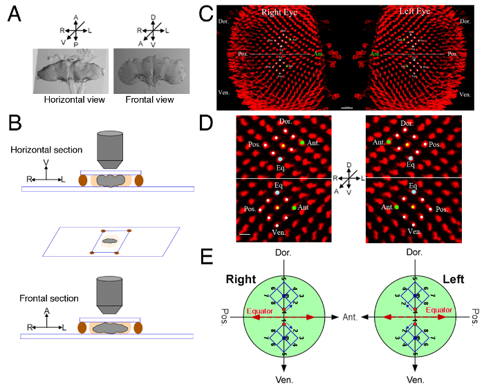 Eye anatomy and dissection diagrams with microscopy images showing horizontal and frontal sections.