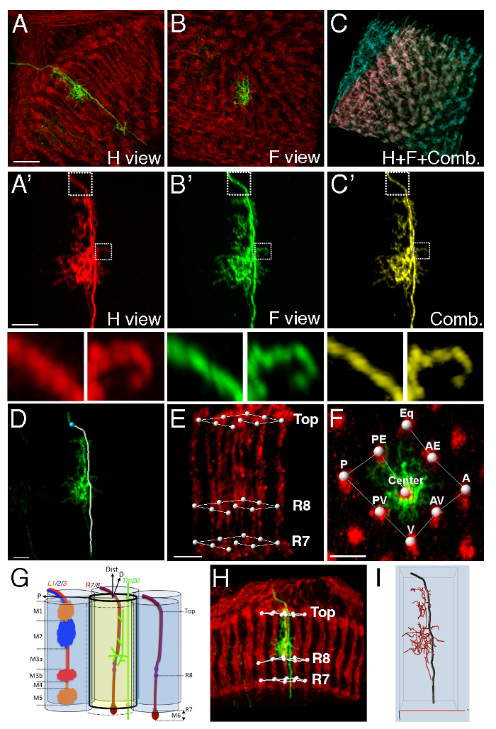 Neuron alignment, fluorescence microscopy images and diagrams, optic lobe observations, structural detail.