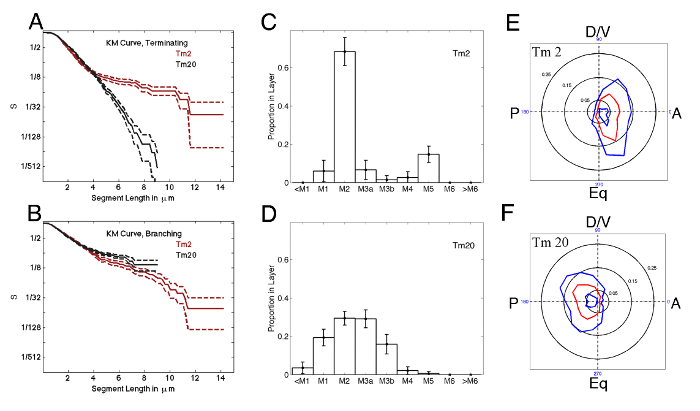 Kaplan-Meier curves, histograms, and polar plots illustrate segment analysis for Tm2 and Tm20 neurons.