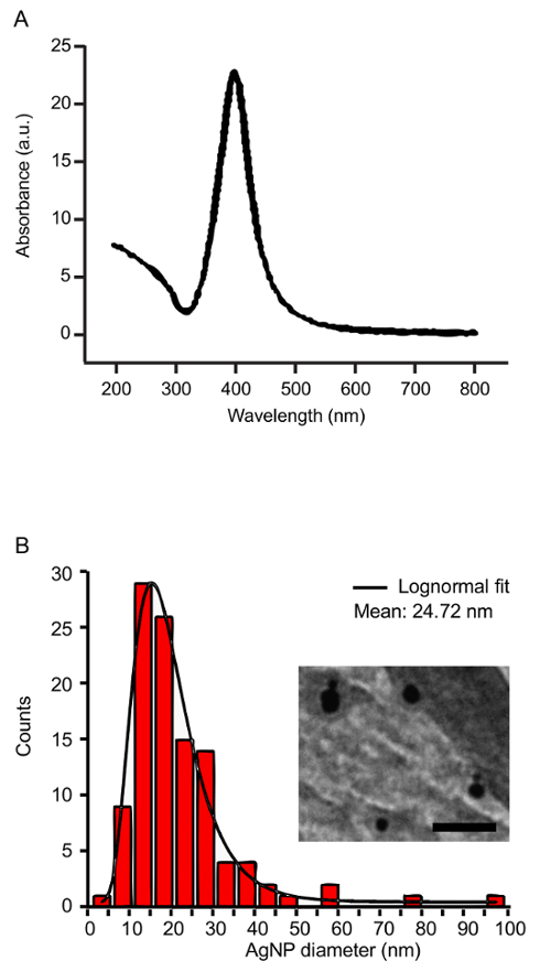 Absorbance spectrum, histogram with lognormal fit of AgNP size, electron microscopy inset.
