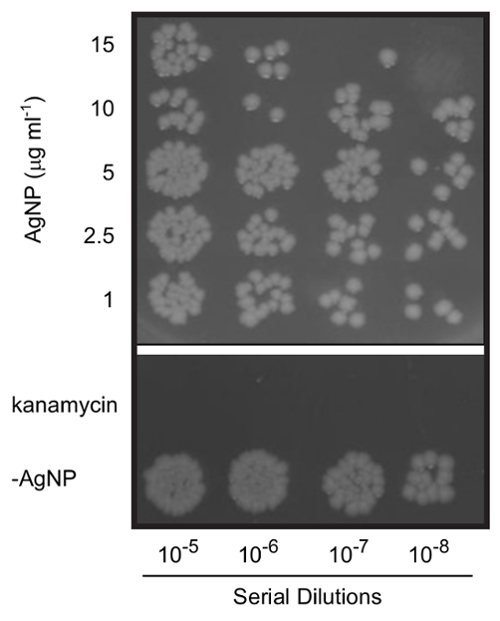 Antibacterial effect assay; agar plate with AgNP, kanamycin; serial dilution results.