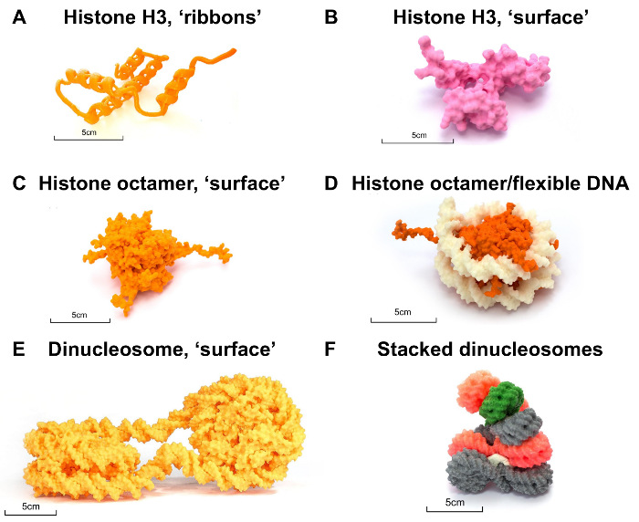 figure-results-3 Histone structure models: H3 ribbons, octamer, dinucleosome; surface views. Protein-DNA interaction.