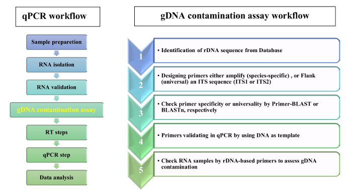 figure-results-2 qPCR 工作流程和基因组DNA污染检测示意图,RNA提取,rDNA序列鉴定。