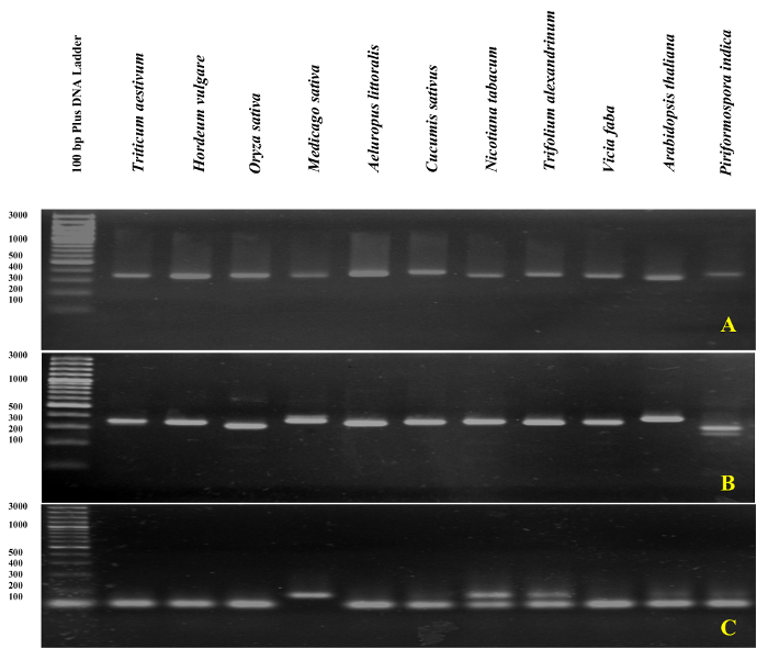 figure-results-6 显示植物物种DNA条带的琼脂糖凝胶电泳图;包含100 bp DNA标记。