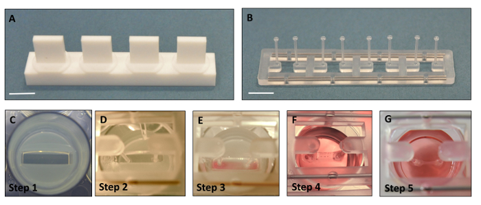 Video: Automated Contraction Analysis of Human Engineered Heart Tissue ...