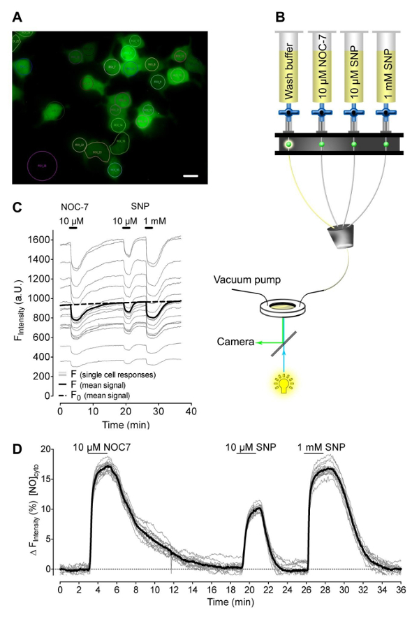 Fluorescence microscopy, syringe setup, and fluorescence intensity graph; cell signaling study.