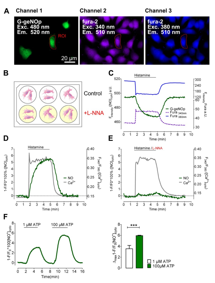 Fluorescence microscopy and chart analysis in calcium and NO signaling; spectral emission results.