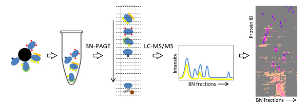 figure-results-1 Protein complex analysis diagram; BN-PAGE, LC-MS/MS, intensity chart, proteomics data results.