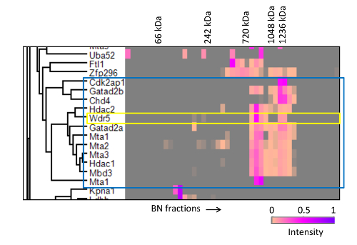 figure-results-2 SDS-PAGE protein analysis heatmap; molecular weight and intensity distribution visualized.
