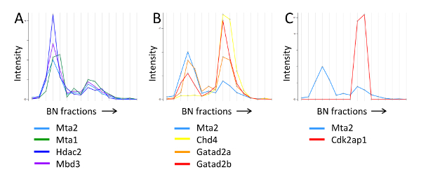 figure-results-3 Protein interaction intensity vs BN fractions; comparative analysis charts showing Mta2 combinations.