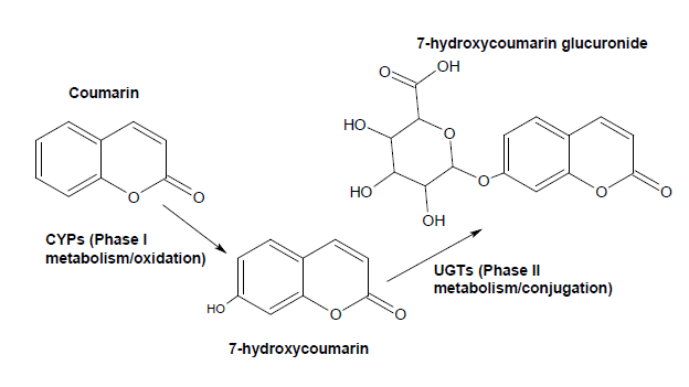 Coumarin metabolism diagram: CYPs Phase I oxidation, UGTs Phase II conjugation to glucuronide.