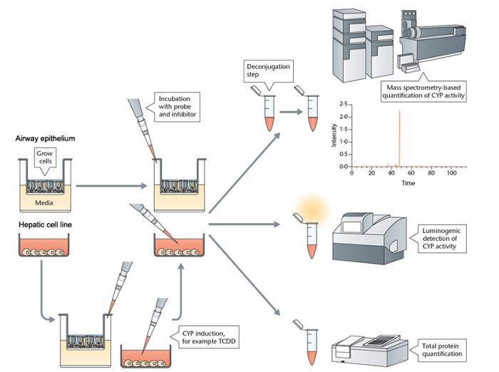 figure-protocol-1 CYP activity analysis via mass spectrometry, cell incubation, deconjugation, luminescence detection.