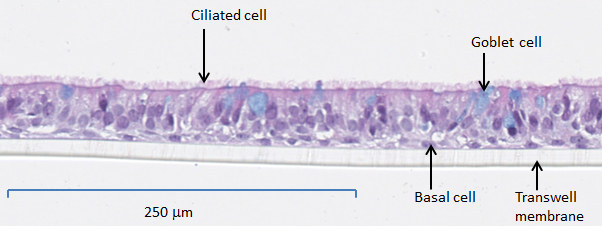 figure-protocol-3 Ciliated airway cells on Transwell membrane; histological section; labeled types: ciliated, goblet, basal.