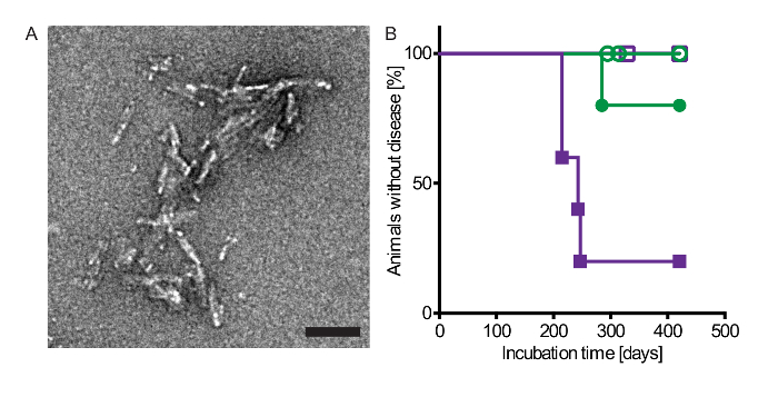 figure-results-1 Cryo-EM image of fibrils and survival graph; disease progression analysis over incubation period.