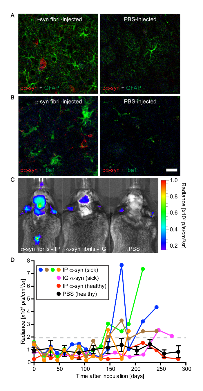 figure-results-4 α-syn fibril effect on microglia; fluorescence microscopy, in vivo imaging, radiance graph analysis.