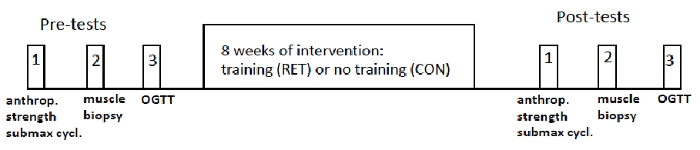 Timeline diagram of pre- and post-tests in an 8-week training intervention study.
