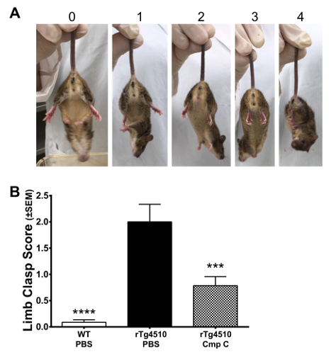 Limb clasp test assay diagram with graph of mouse scores; behavior assessment, experimental results.