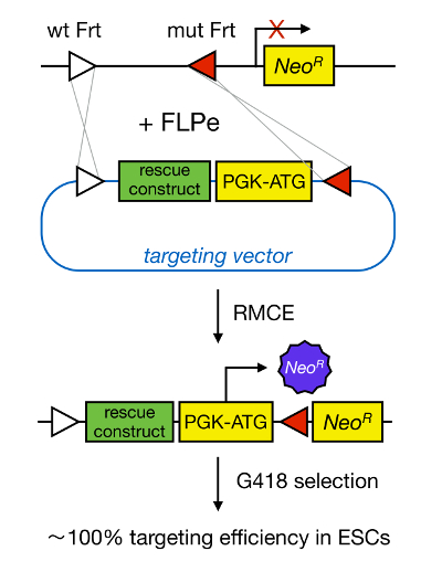 figure-introduction-1 基因编辑过程示意图,使用FLPe和NeoR进行ESC靶向的RMCE,载体构建。