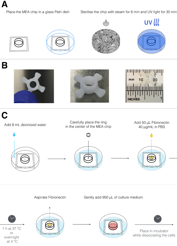 figure-results-1 MEA chip sterilization and setup diagram for cell culture, including fibronectin coating process.