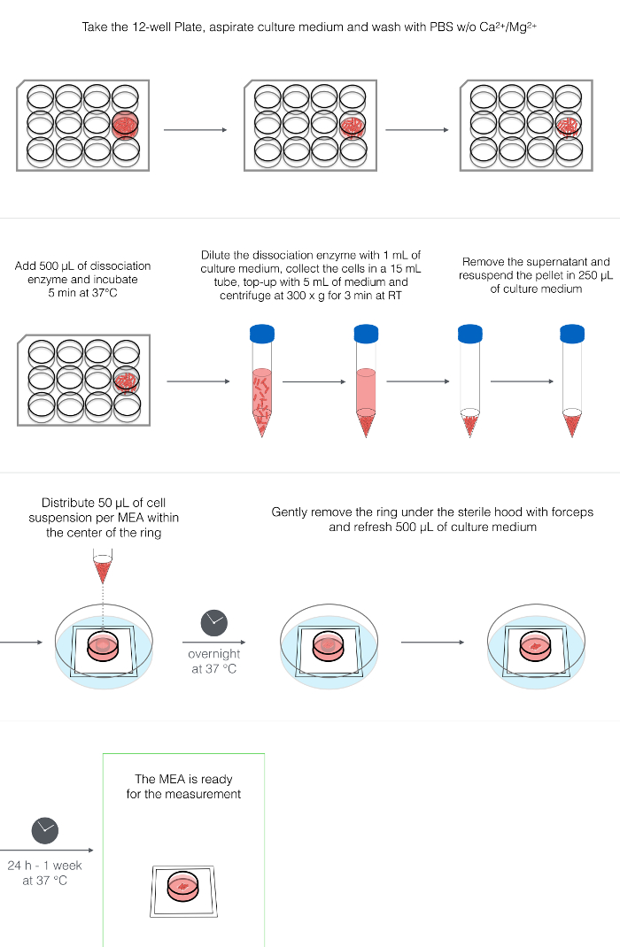 figure-results-2 Cell culture preparation flowchart; 12-well plate, enzyme incubation, centrifugation, MEA setup.