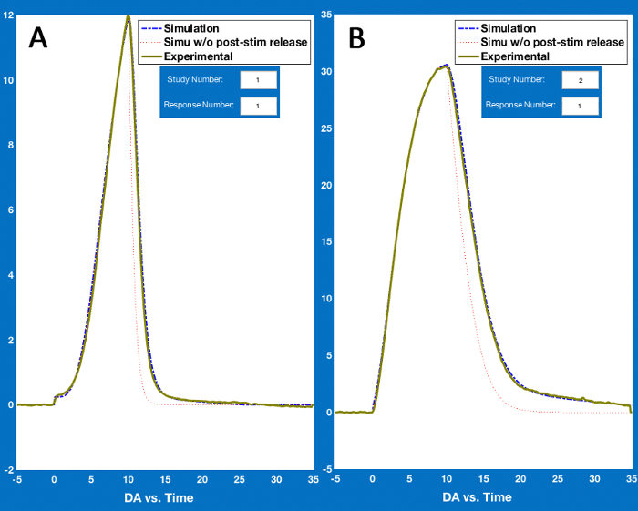 Dopamine vs. Time graph comparing simulation and experimental results, showing post-stimulus effects.
