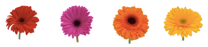 Four colored daisy flowers: red, pink, orange, yellow; botanical study of flower diversity.