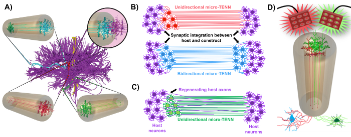 figure-introduction-1 Neural network integration diagram, micro-TENN synaptic connections, axon regeneration process.
