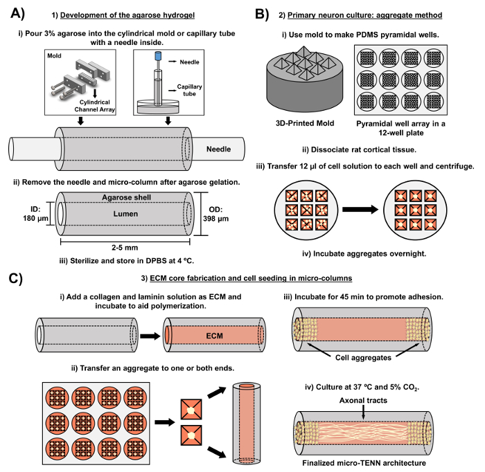 figure-introduction-2 Agarose hydrogel development, neuron culture, ECM core fabrication; diagram illustrates experimental setup.