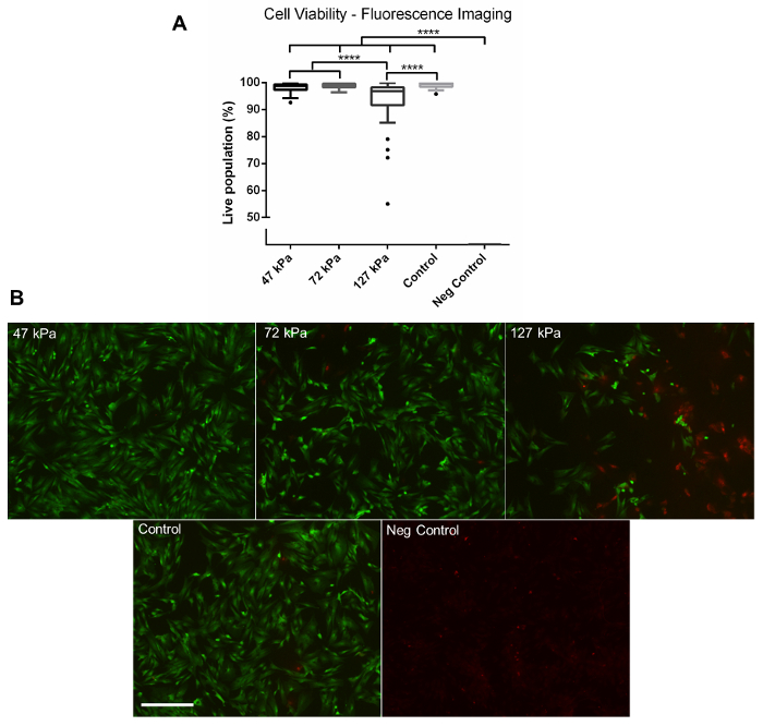 Cell viability analysis; fluorescence imaging; pressure effect; live population graph; microscopy results.