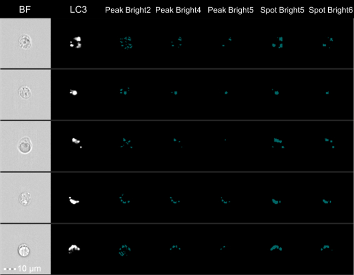 figure-results-3 Confocal microscopy diagram, cellular fluorescence analysis for protein localization study.