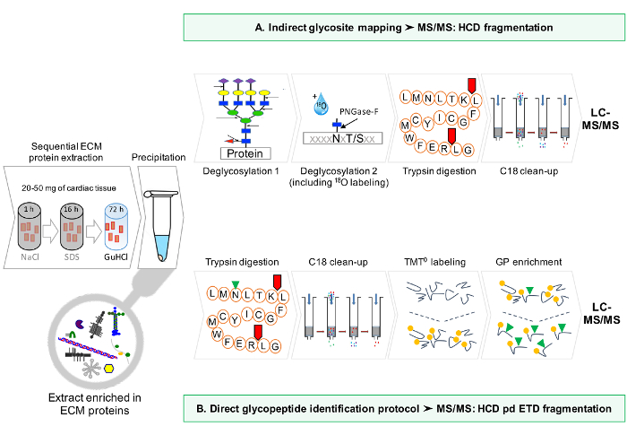 Sequential ECM protein extraction, indirect glycosite mapping, and glycopeptide identification process diagram.
