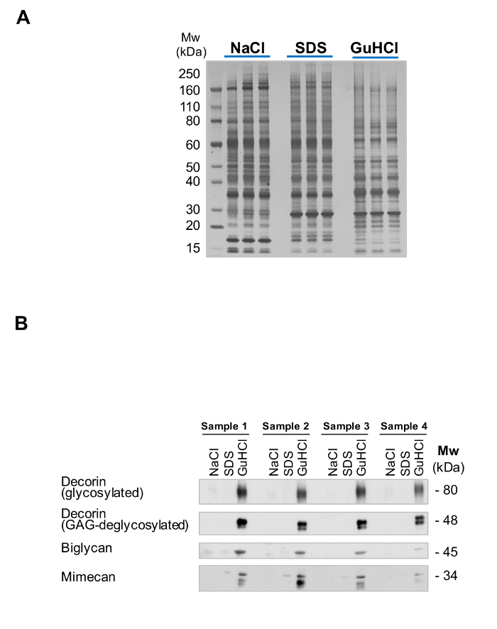 Protein separation via gel electrophoresis; analysis of decorin, biglycan, mimecan; staining, blotting.