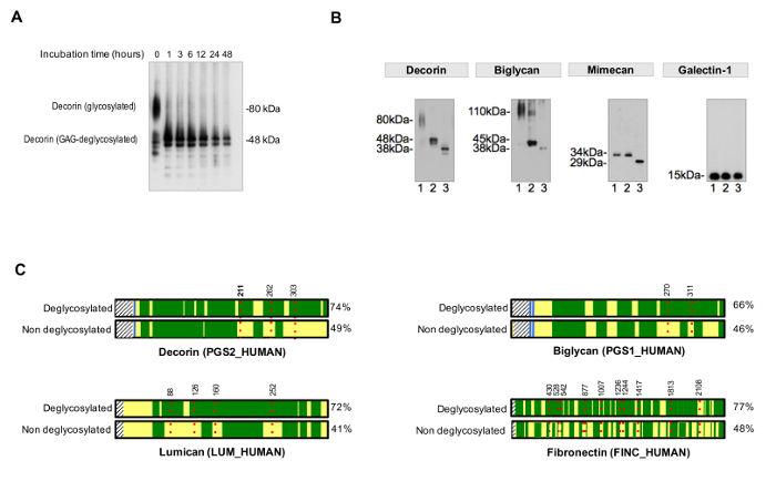 Protein deglycosylation process, Western blot analysis, protein bands migration, glycosylation impact.
