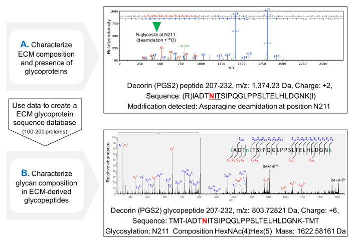 ECM glycoprotein analysis, mass spectrometry results; peptide sequence, glycosylation N211 data.