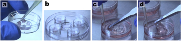 Cell culture process; Petri dish with samples; Experimental setup, cell handling.