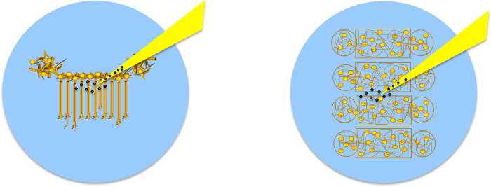 Cell membrane arrangement; diagram; phospholipid bilayer structure visualization; bilayer formation.