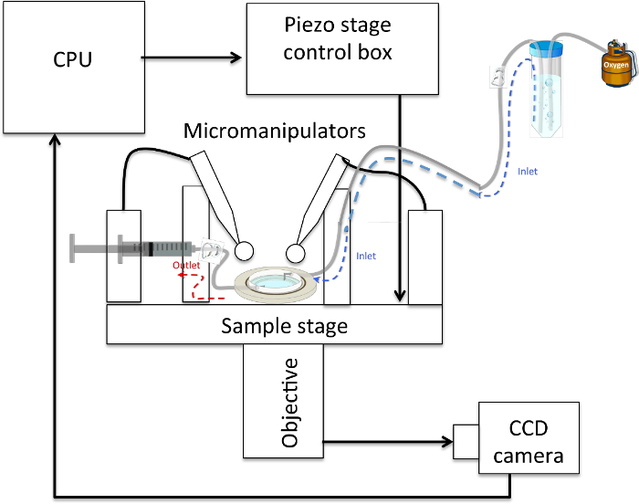 Micromanipulation diagram; sample stage setup with micromanipulators, CCD camera for analysis.