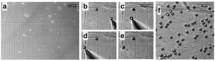 Cell migration analysis, phase-contrast microscope sequence; wound healing, time-lapse experiment.